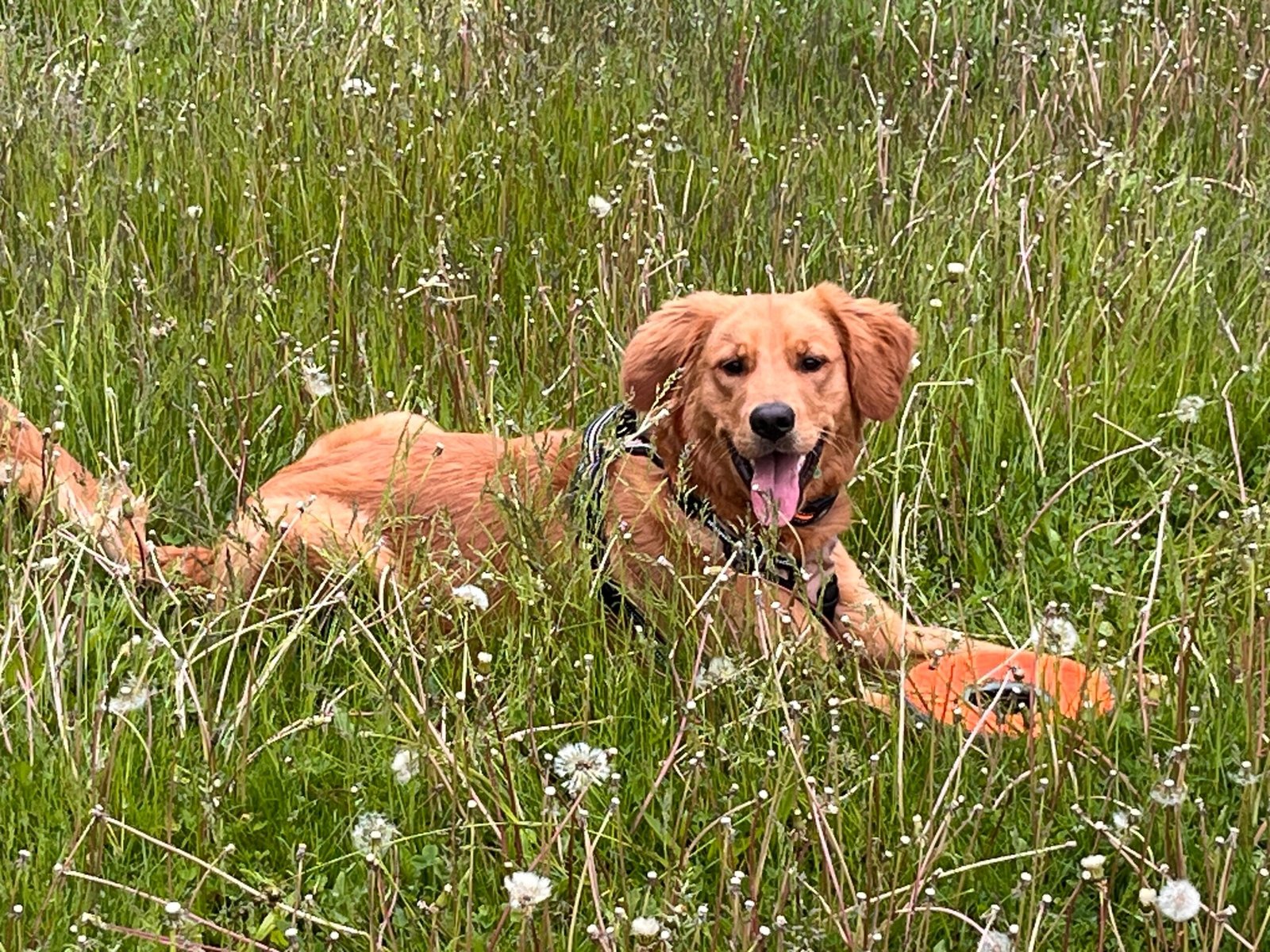 Dog Outdoors