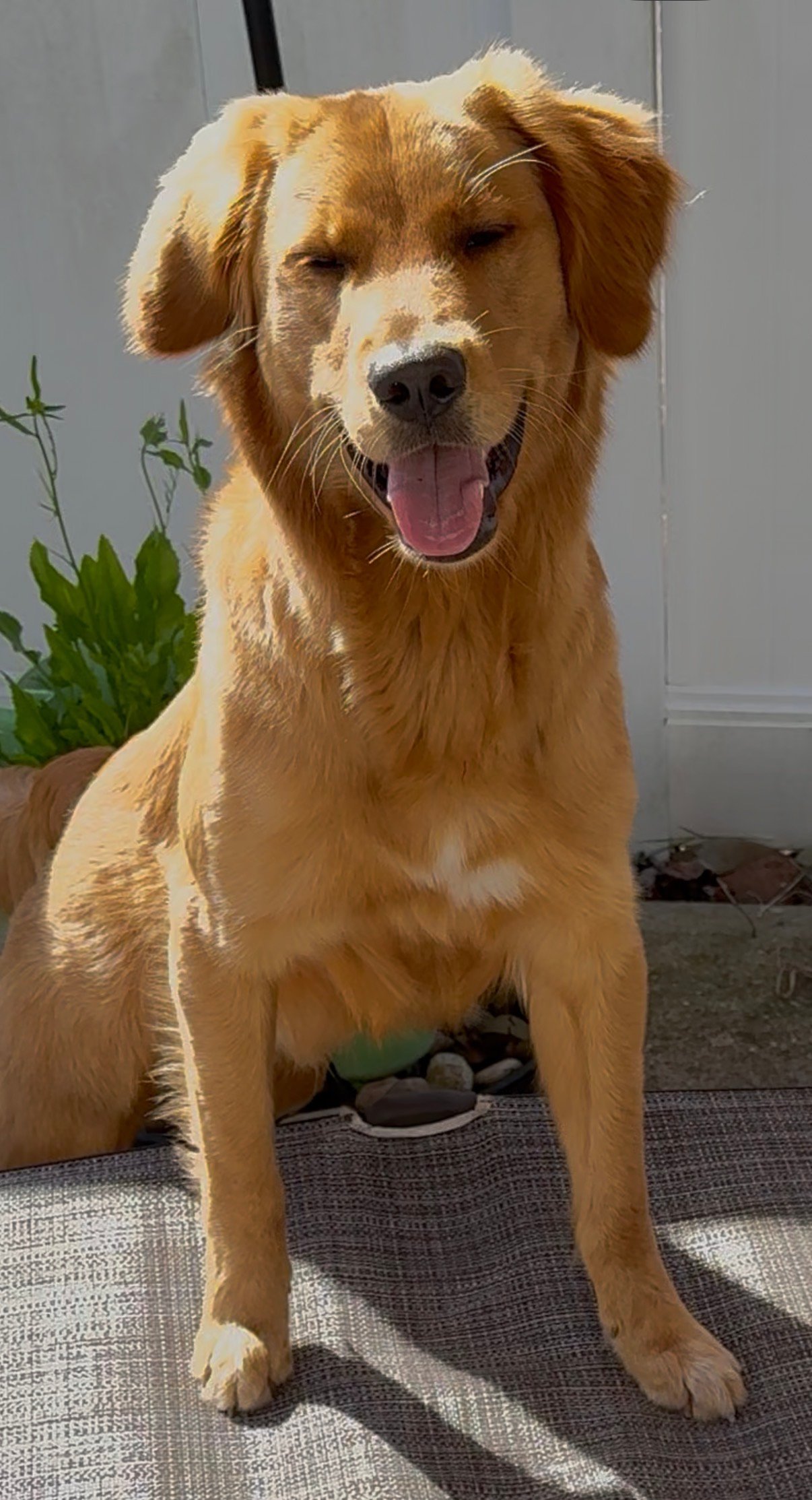 Happy Dog